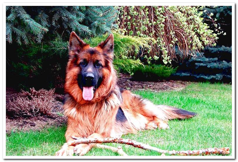 long-haired-german-shepherd-playing-with-a-stick