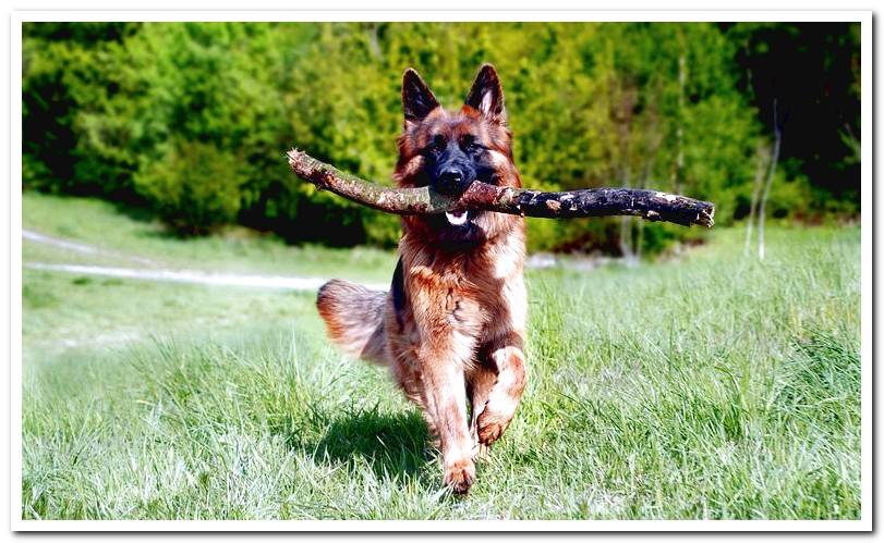 german-shepherd-long-haired