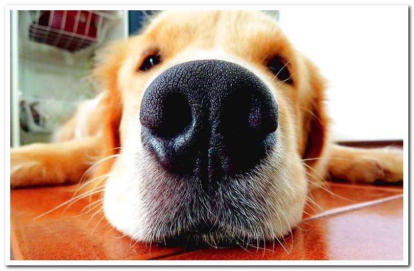 dog-lying-showing-his-nose