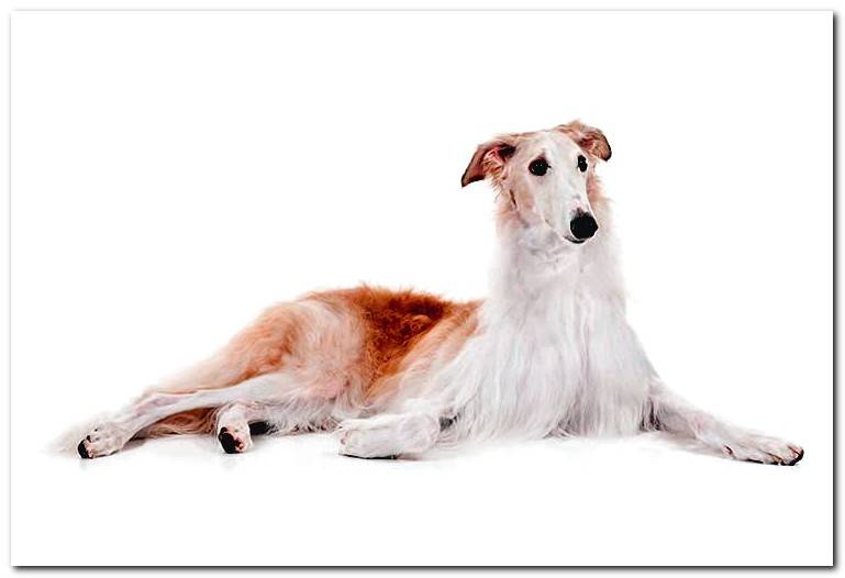 borzoi-russian-lying