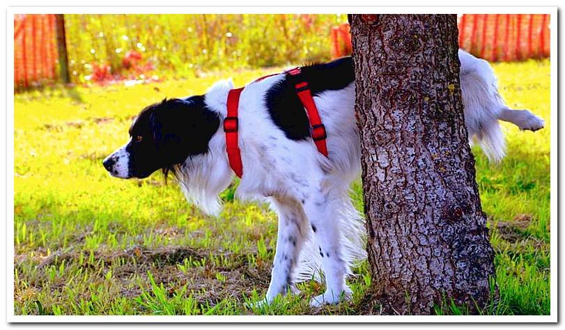 male-dog-with-cystitis