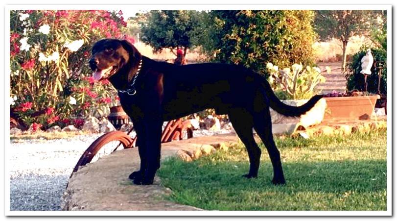 mallorcan-shepherd-in-the-garden