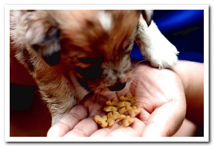 puppy giving hand