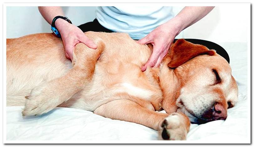 massaging-a-dog