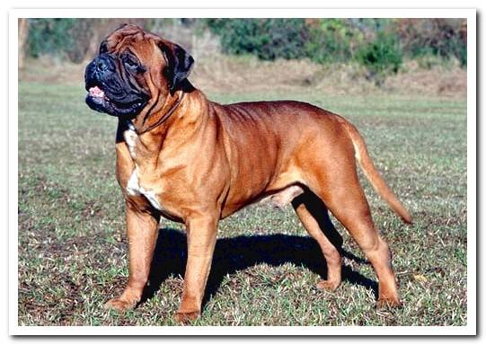 mastiff