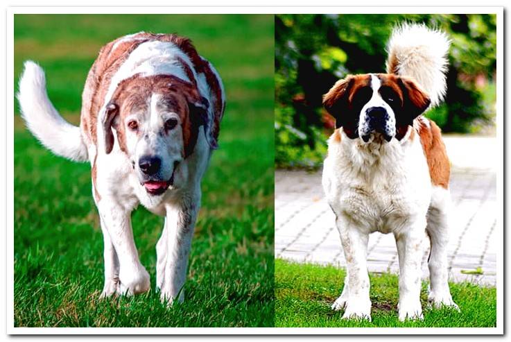 mastin-vs-saint-bernard