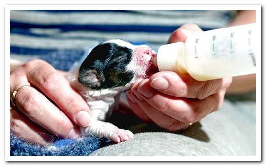 Mastitis in lactating bitches - Symptoms and Treatment