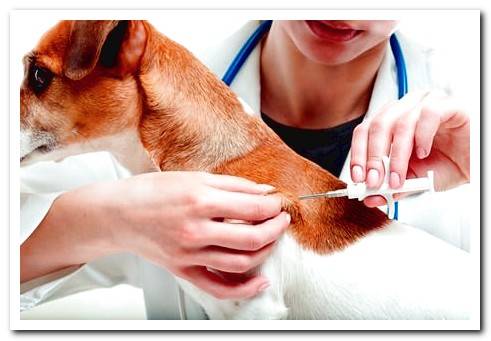 microchipping a dog