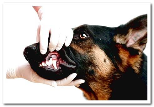 How to get rid of bad breath in a dog