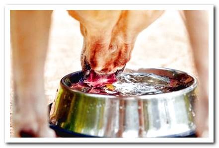 dog drinking vinegar water