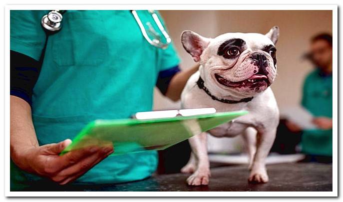 Treatment with stem cells in dogs - When to use them?