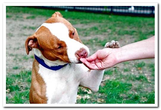 dog eating a snack