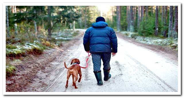 trek through the bush with dog