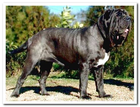 Neapolitan mastiff