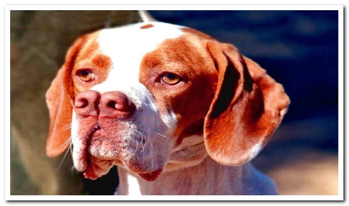 Characteristics of the Pachón Navarro - Complete guide to the breed