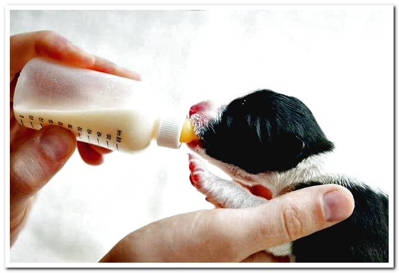 newborn-dog-drinking-from-the-bottle