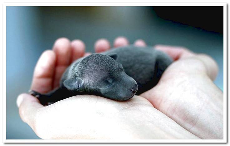 dog-newborn-in-hands