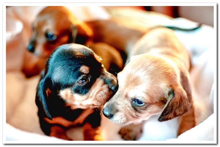 newborn-puppies