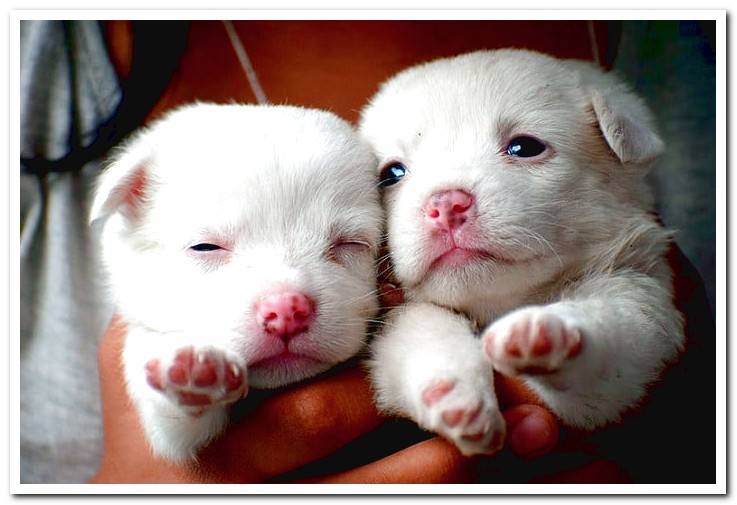 newborn-puppies