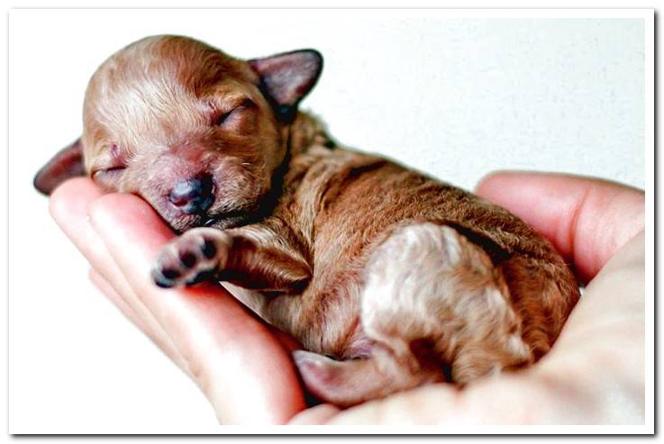 newborn-puppy