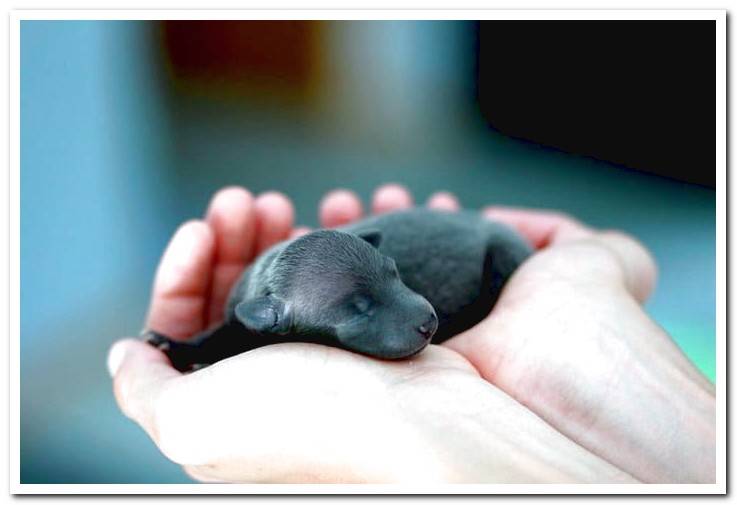 newborn-puppy-in-the-hands-of-your-human