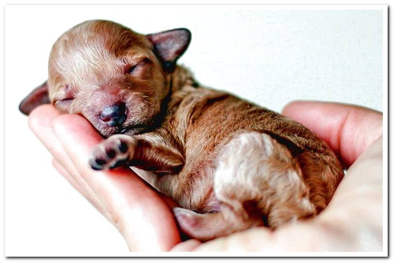 newborn puppy