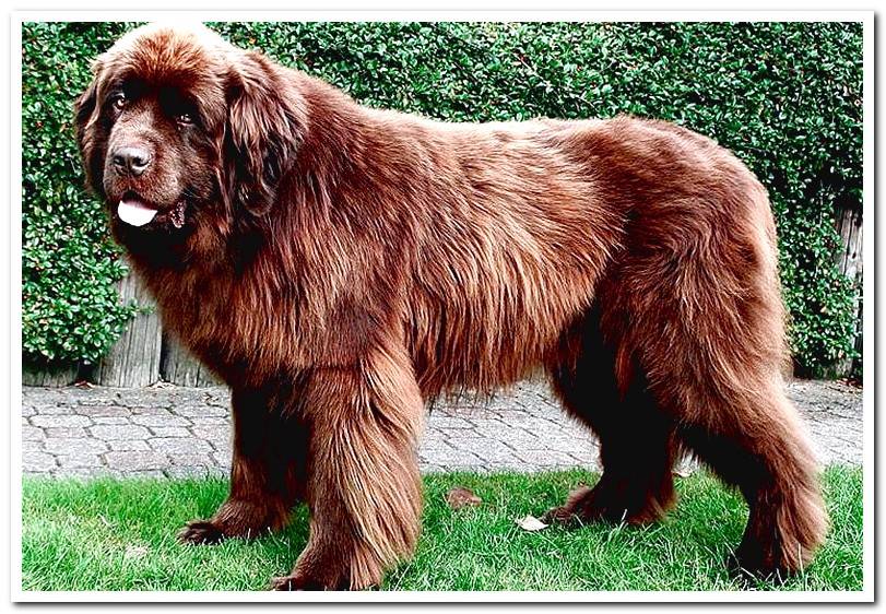 male-dog-newfoundland