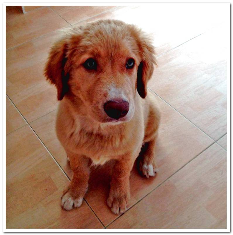 nova-scotland-retriever-playing-ball