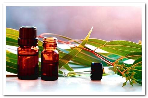 eucalyptus essential oil