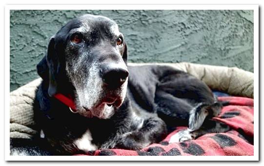 old dog in bed