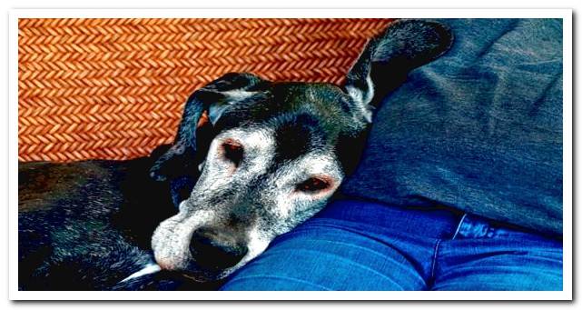 old dog with many gray hairs, resting next to its owner