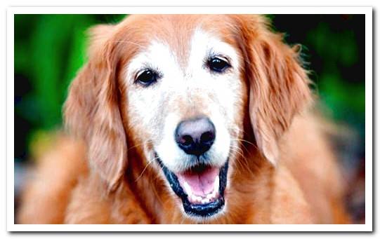 How to know if a dog has Alzheimer's? Symptoms and care