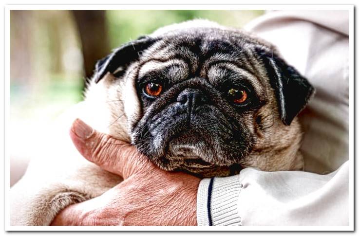 pug-old-man-with-gray hair