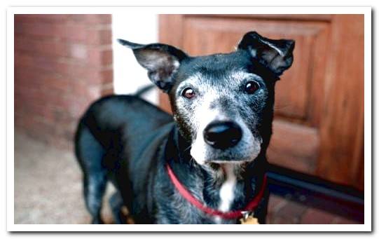 older dog with gray hair