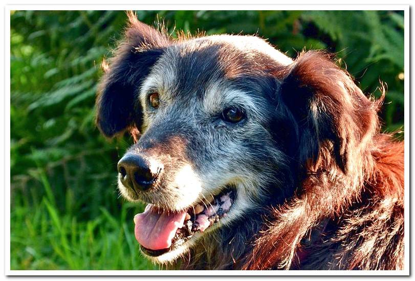 older-dog-with-signs-of-oldness