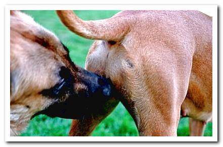 dog smelling the ass of a female in heat