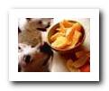 dogs waiting to eat oranges