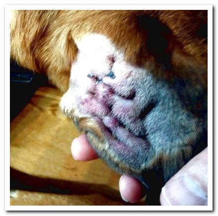 Canine Otohematoma - Causes and Recommended Treatment