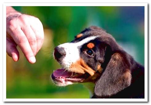 dog eating feed with rice