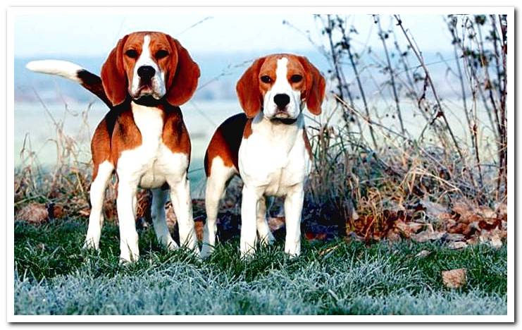 pair-of-dogs-Beagle-Harrier