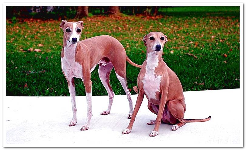 pair-of-brown-white-italian-greyhounds