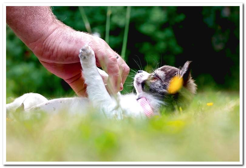 pampering-to-a-dog