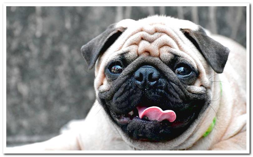 Brachycephalic Dog Breeds - Features and Health Issues Resulting