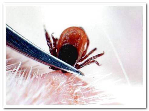 How to remove ticks from a dog - With photos and video