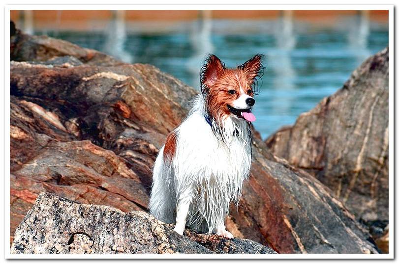 papillon-dog-after-bathing-in-the-lake