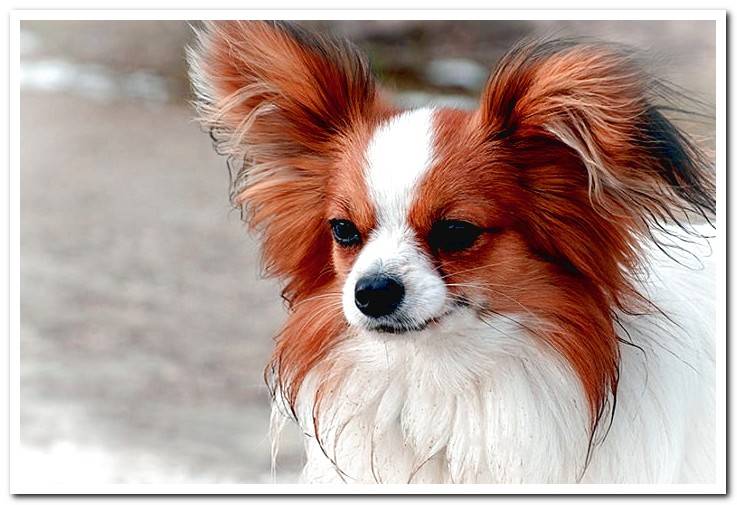 dog-papillon-with-big-ears