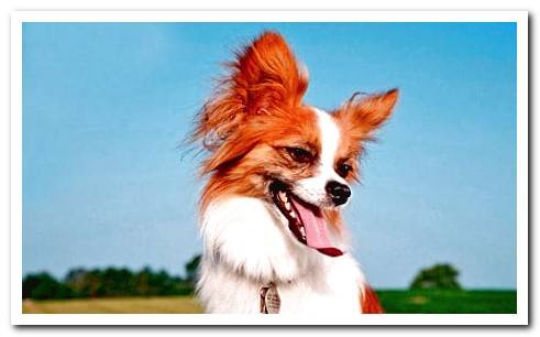 papillon dog