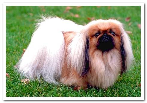 Pekingese