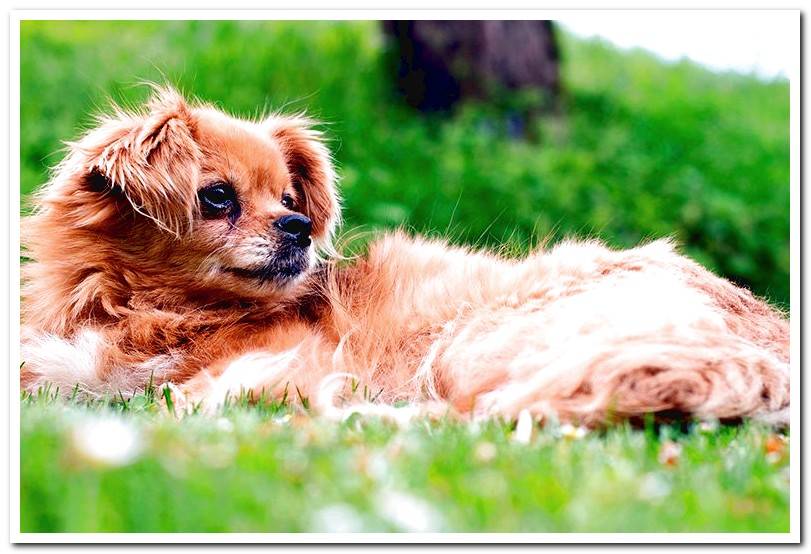 pekingese-dog-lying-on-the-grass