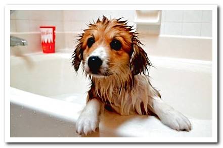 puppy in the bathtub